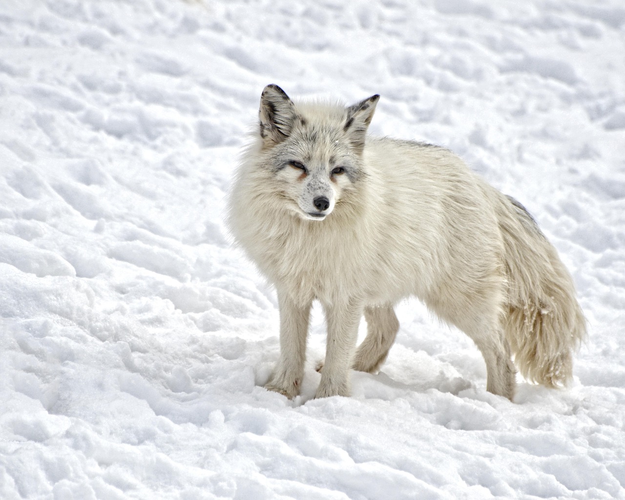Arctic fox on tundra scree