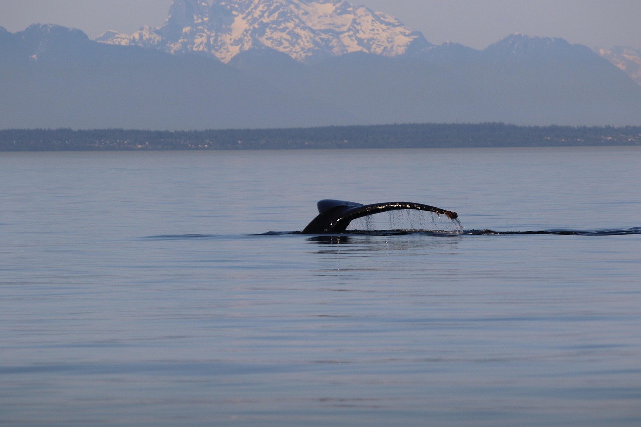 Humpback whale tail rising from Arctic water off Svalbard