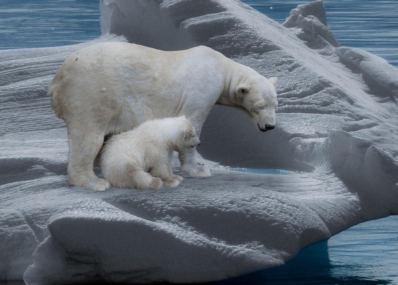 Polar bear crossing a broken sea-ice floe