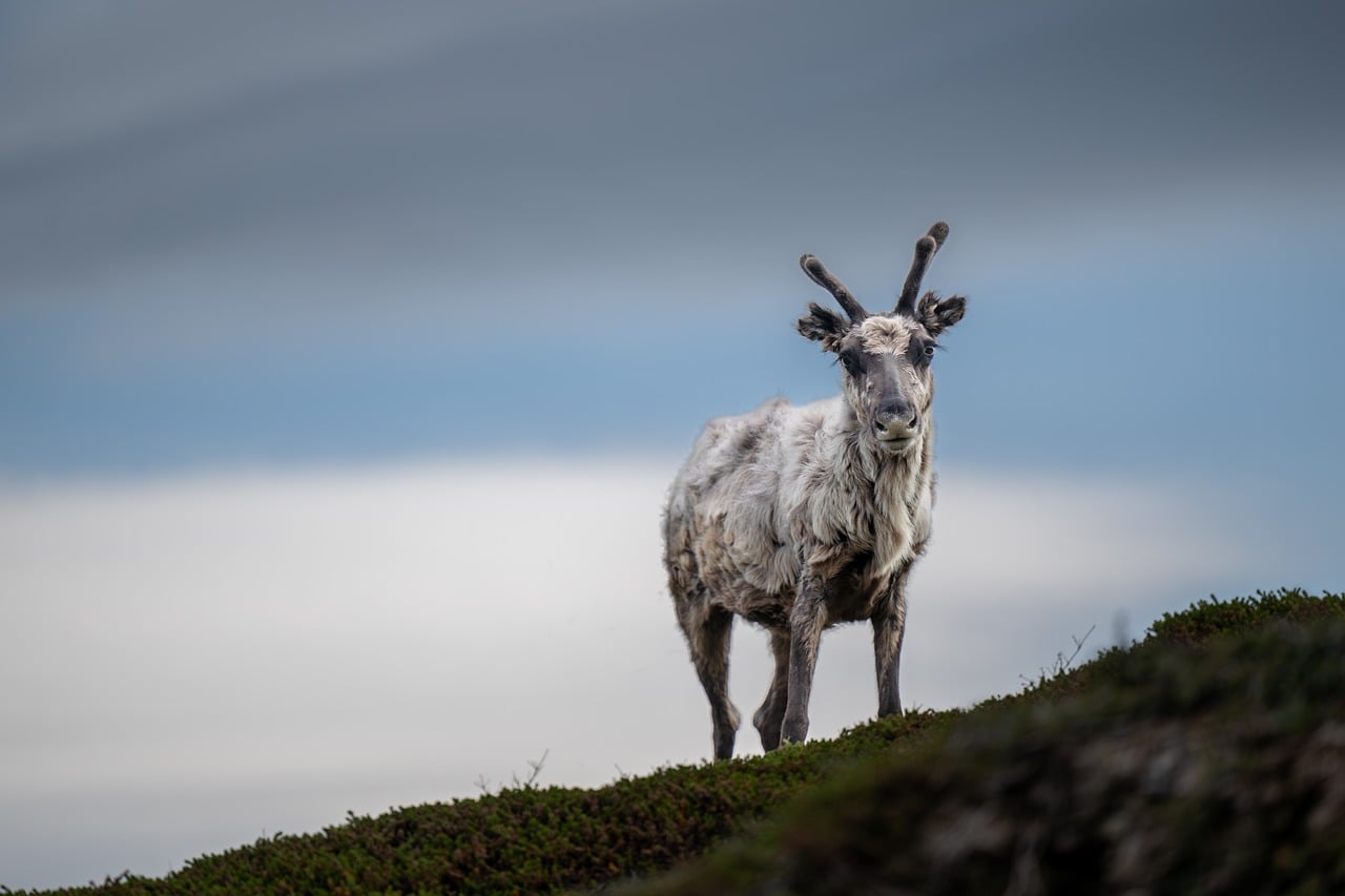 Svalbard reindeer grazing on autumn tundra
