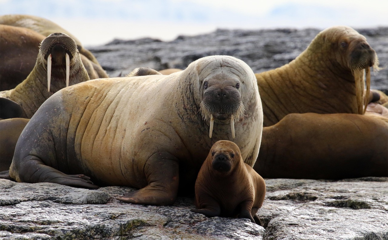 Walrus herd hauled out on a misty Svalbard shoreline